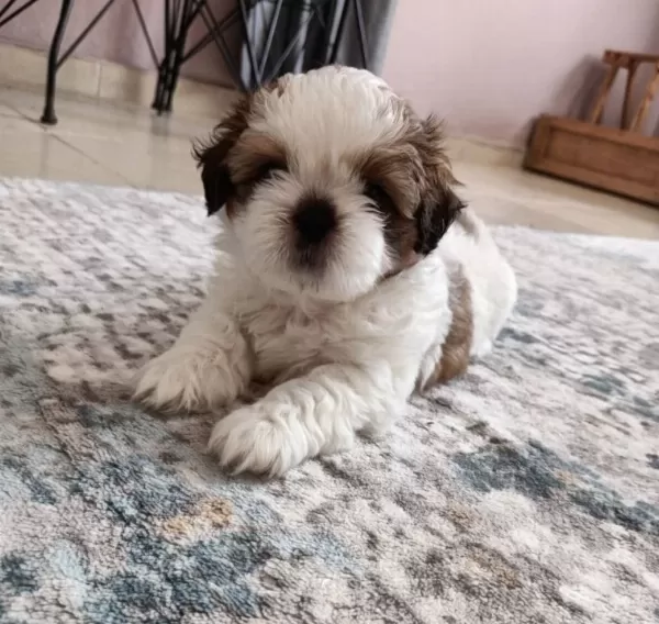 Mükemmel Renkler Shih Tzu Bebekler