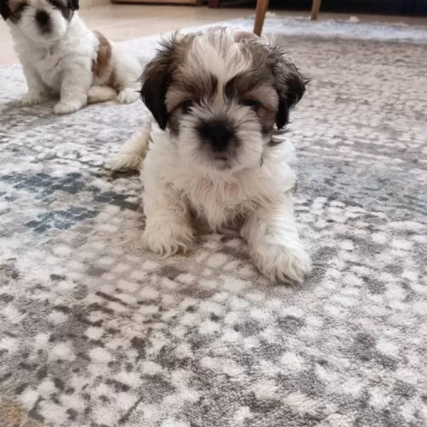 Mükemmel Renkler Shih Tzu Bebekler