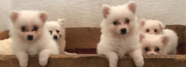 A Kalite Spitz Bebeklerimiz