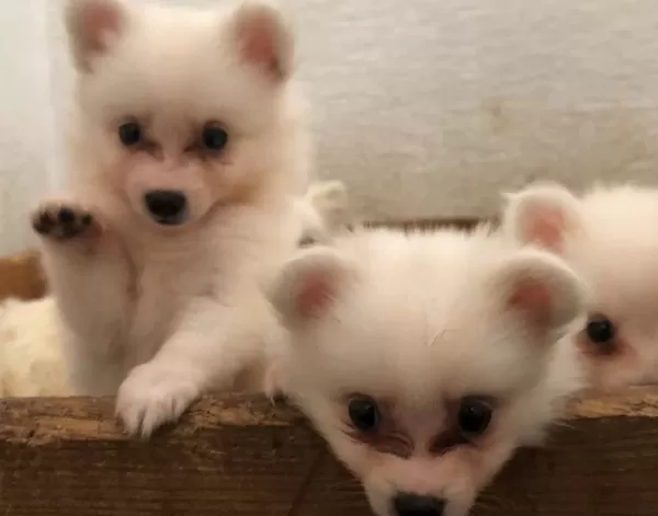 A Kalite Spitz Bebeklerimiz