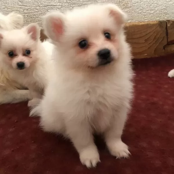 A Kalite Spitz Bebeklerimiz