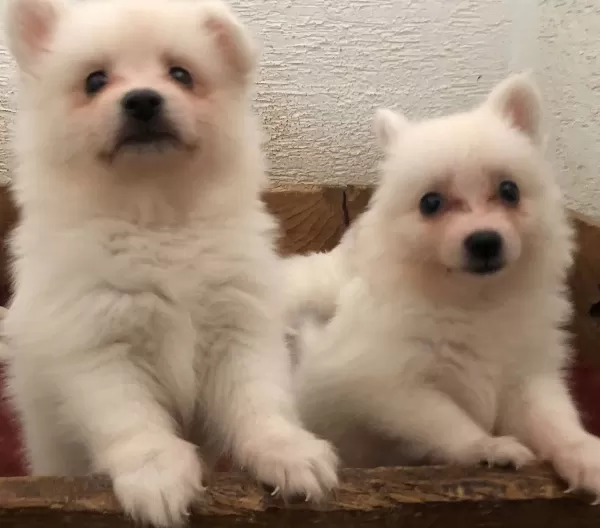A Kalite Spitz Bebeklerimiz