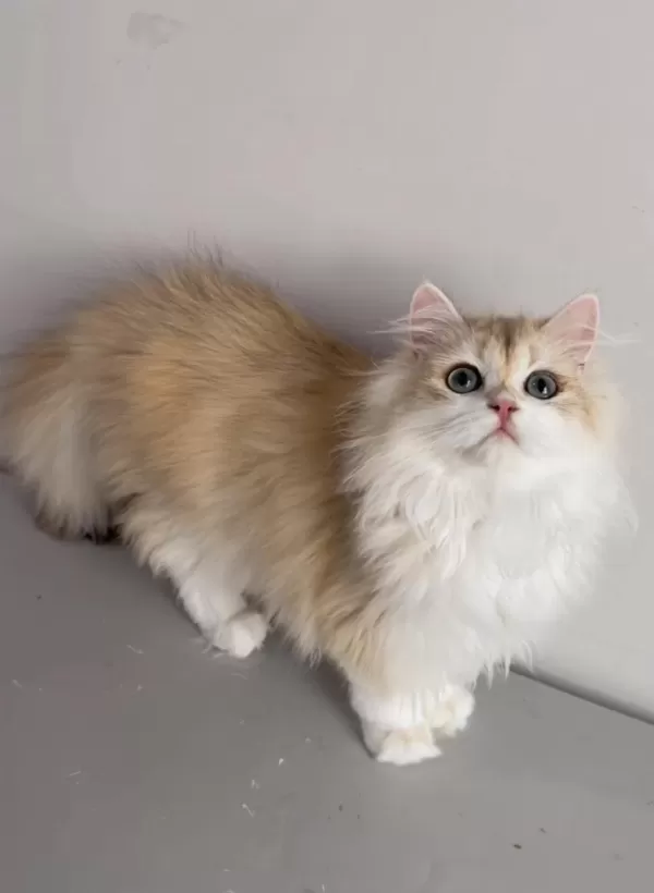 British Longhair 5 Aylık Erkek