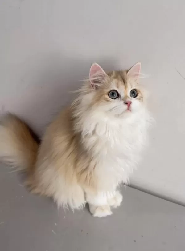 British Longhair 5 Aylık Erkek
