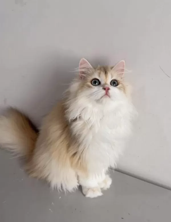 British Longhair 5 Aylık Erkek