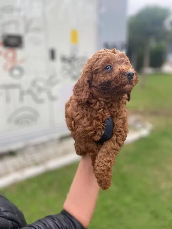 Toy Poodle Yavrularim Ev Üretimi