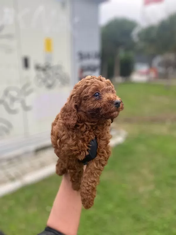 Toy Poodle Yavrularim Ev Üretimi