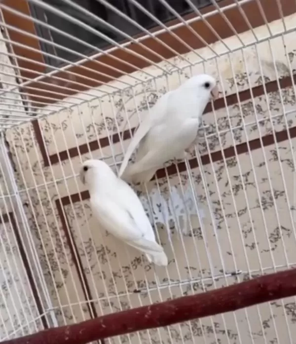 Cennet Papağanı Full Mutasyon