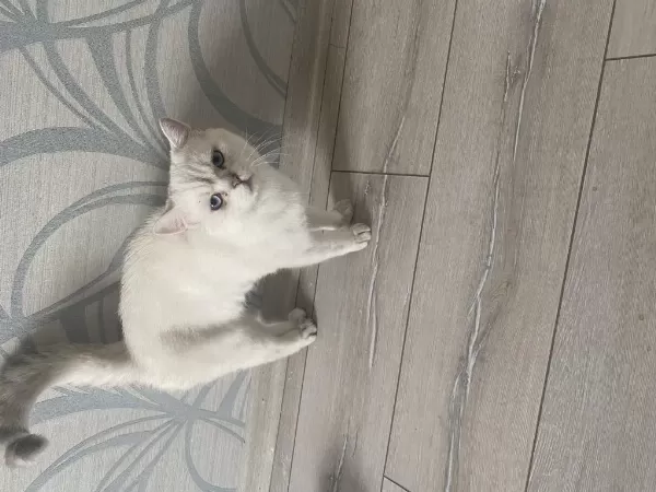10 Aylık British Shorthair Tamamen Ücretsiz