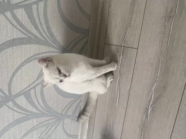 10 Aylık British Shorthair Tamamen Ücretsiz