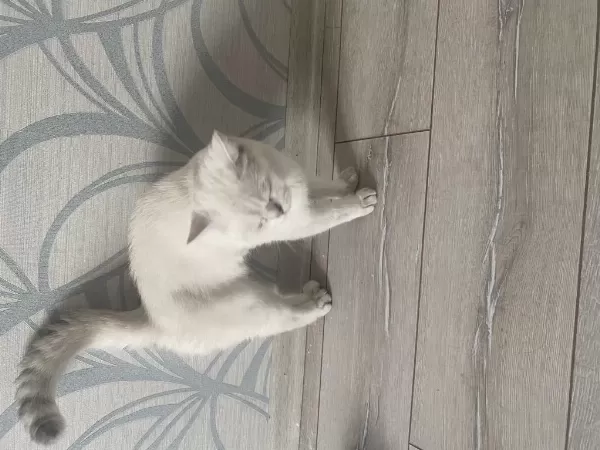 10 Aylık British Shorthair Tamamen Ücretsiz