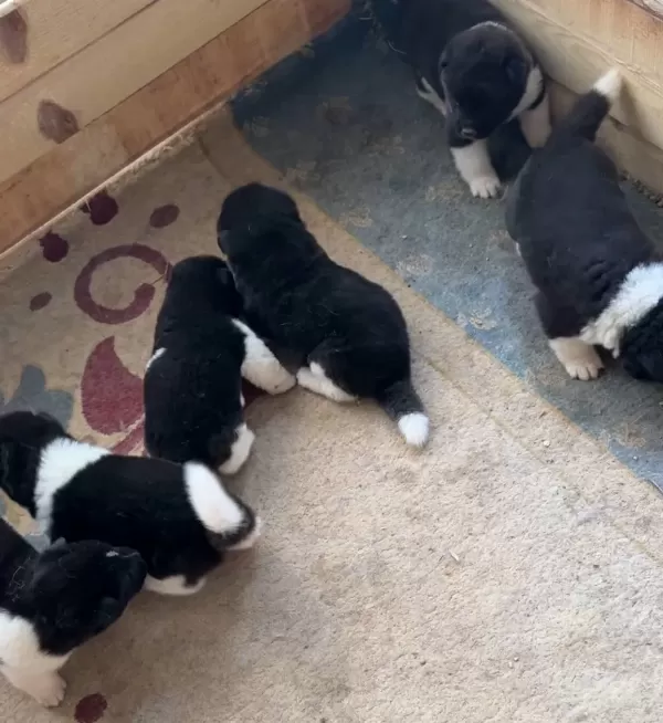 Garantili Safkan Amerikan Akita Yavruları