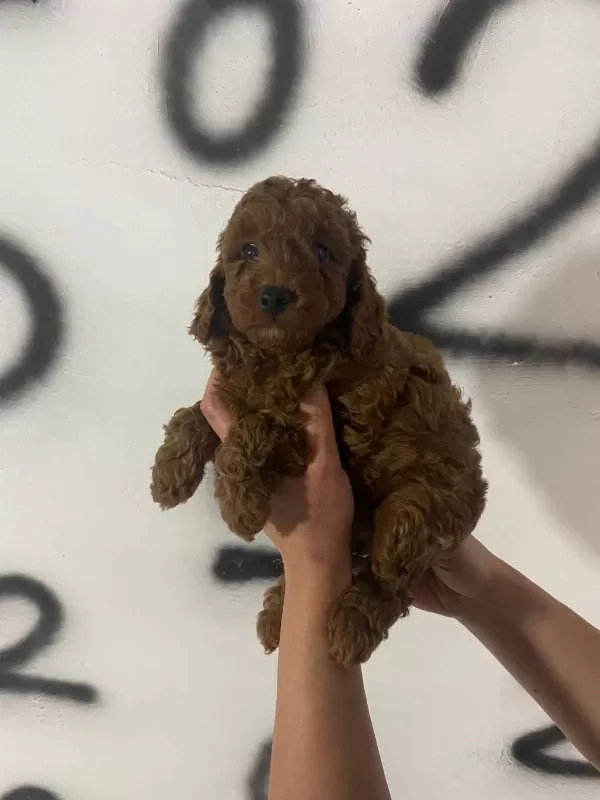 Red Brown Poodle Yavrularım Orijinal