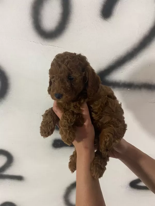 Red Brown Poodle Yavrularım Orijinal