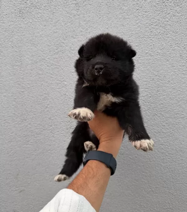 Amerikan Akita Güzellikler