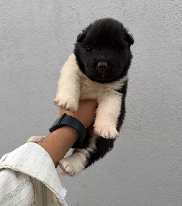 Amerikan Akita Güzellikler