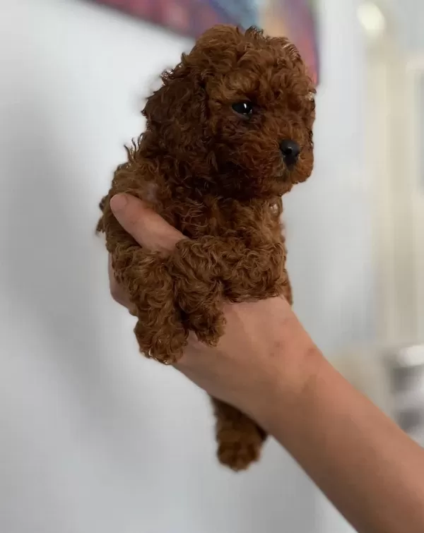 Red Brown Poodle Yavrular Orijinal