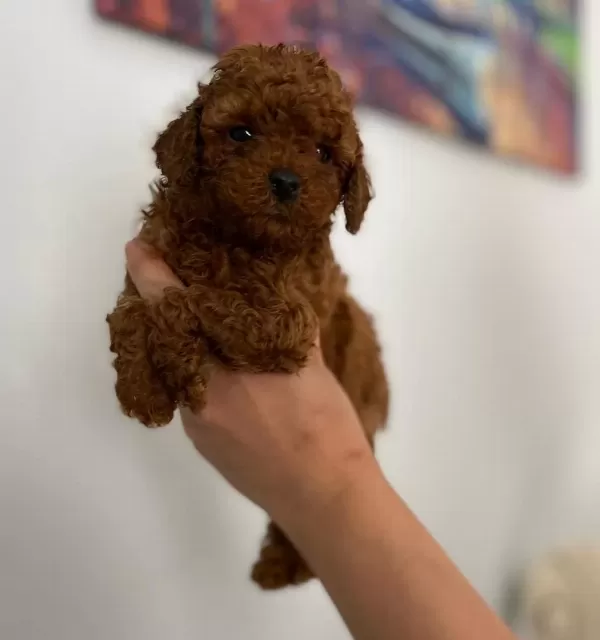 Red Brown Poodle Yavrular Orijinal
