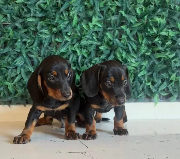 Dachshund Dünyanın En Popüler Irkı