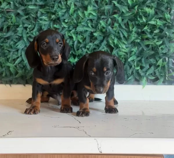 Dachshund Dünyanın En Popüler Irkı