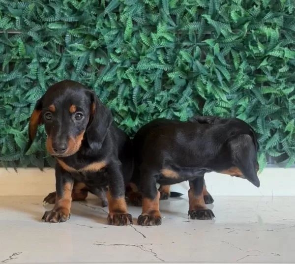 Dachshund Dünyanın En Popüler Irkı