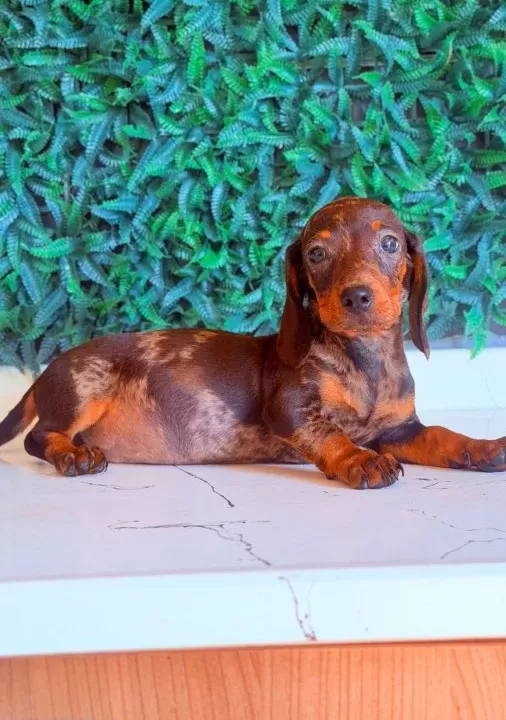 Çikolata Merle Mini Dachshund