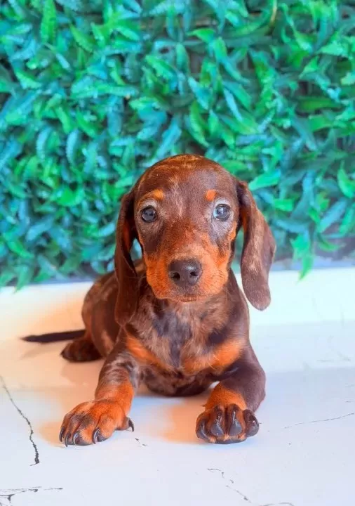 Çikolata Merle Mini Dachshund