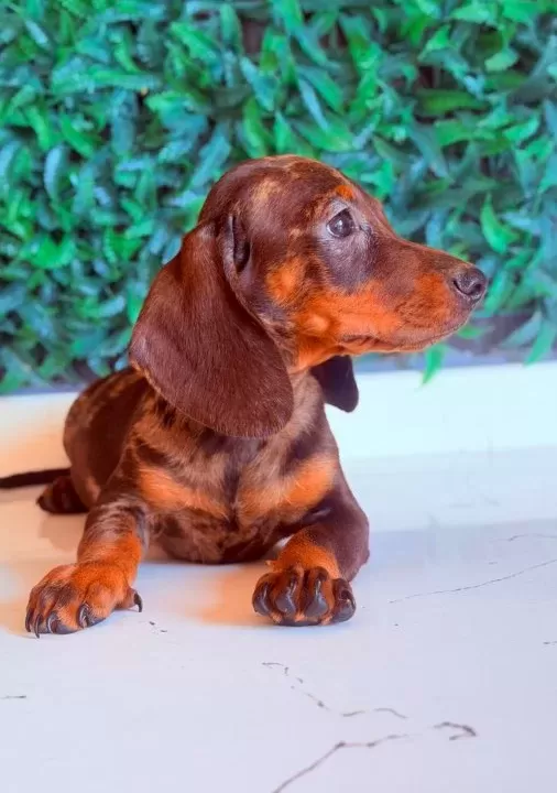 Çikolata Merle Mini Dachshund