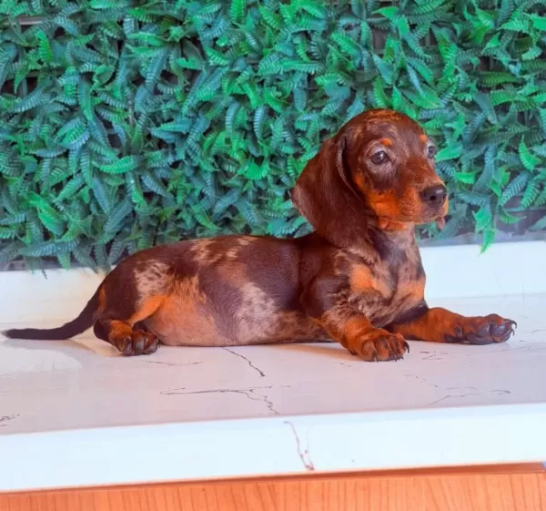 Çikolata Merle Mini Dachshund