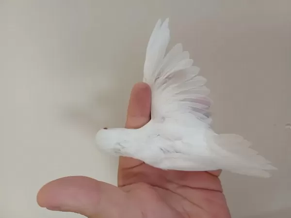 Sağlıklı Albino Erkek Forpus