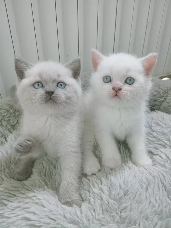 Mavi Gözlü Blue Point Yavru Kedilerimiz