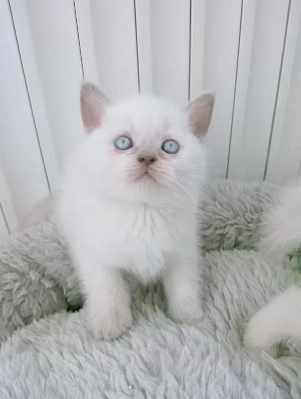Mavi Gözlü Blue Point Yavru Kedilerimiz