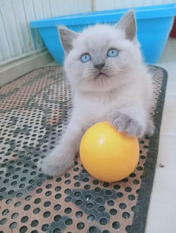 Mavi Gözlü Blue Point Yavru Kedilerimiz