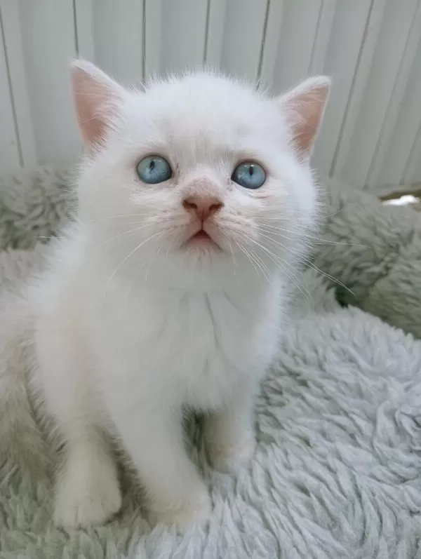 Mavi Gözlü Blue Point Yavru Kedilerimiz
