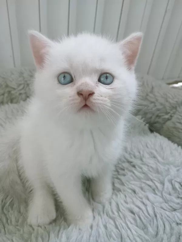 Mavi Gözlü Blue Point Yavru Kedilerimiz