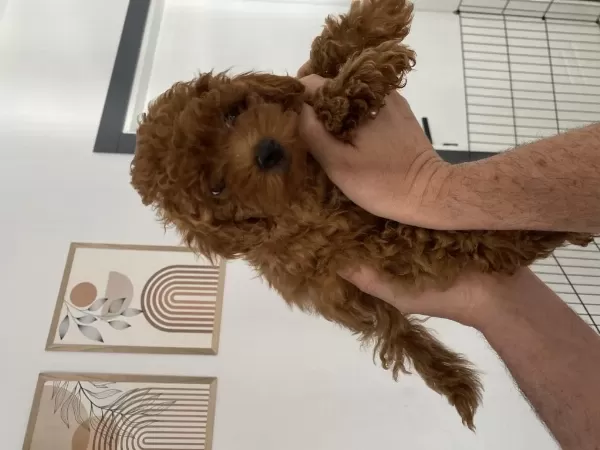 Dişi Ve Erkek Toy Poodle Yavrularımız