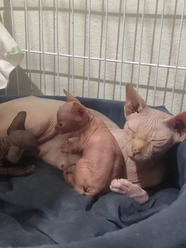 Sağlıklı Sphynx Home