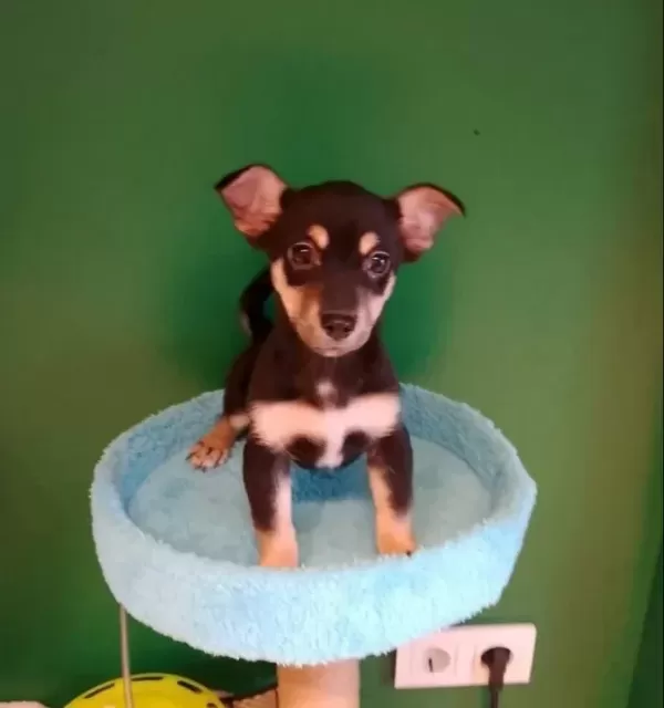 Avuç I Çine Sığan Miniatür Pinscher Sosyal Ortamların Yeni Yıldızı