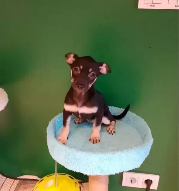 Avuç I Çine Sığan Miniatür Pinscher Sosyal Ortamların Yeni Yıldızı