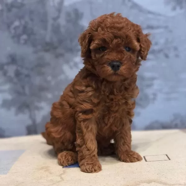 Show Mini Toy Poodle Yavrulari