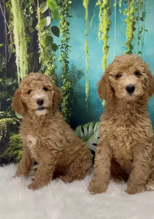 Dev Poodle