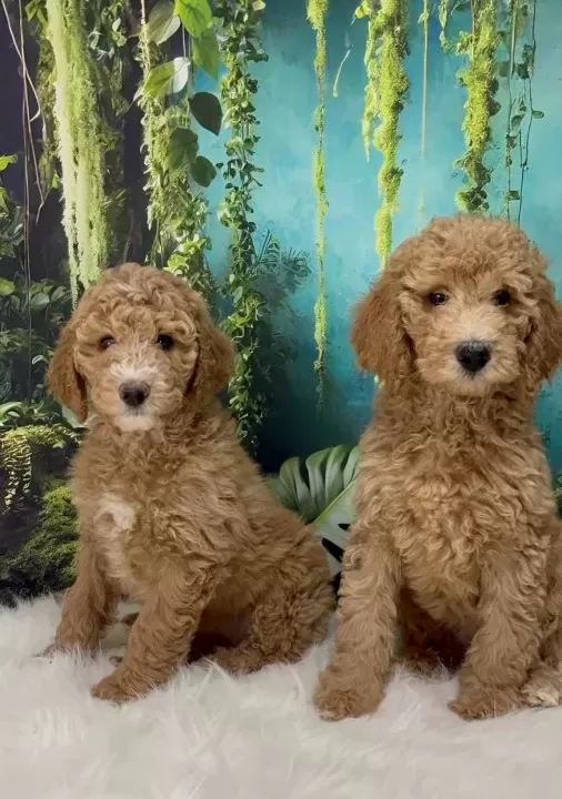 Dev Poodle