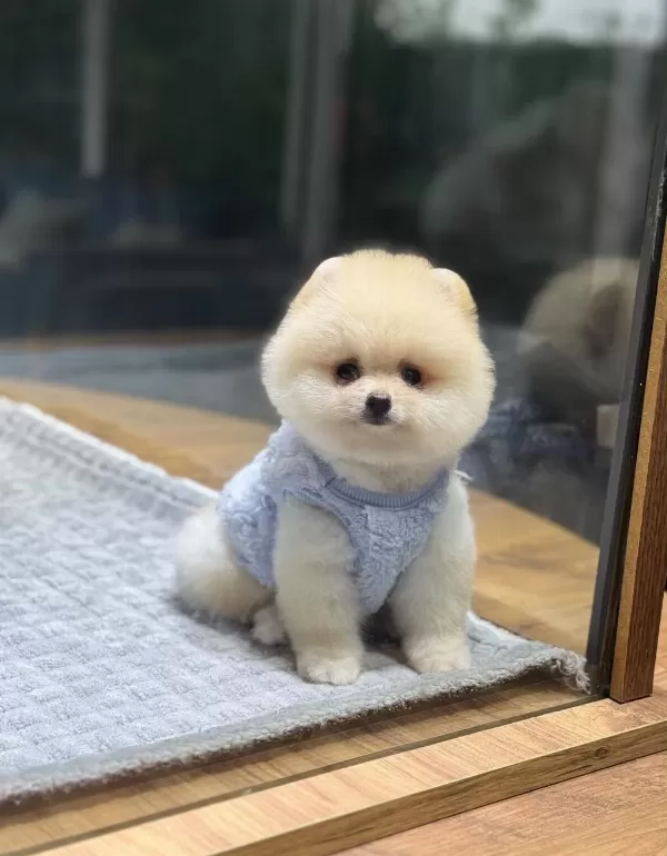 Orjinal Pomeranian Boo Yavrumuz Moi