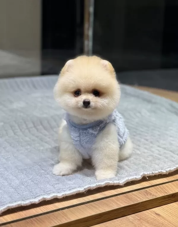 Orjinal Pomeranian Boo Yavrumuz Moi