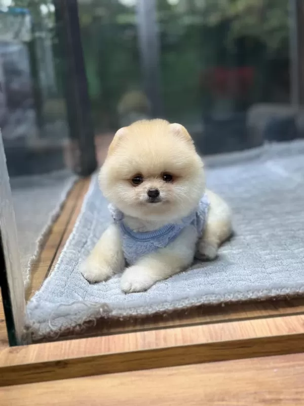 Orjinal Pomeranian Boo Yavrumuz Moi