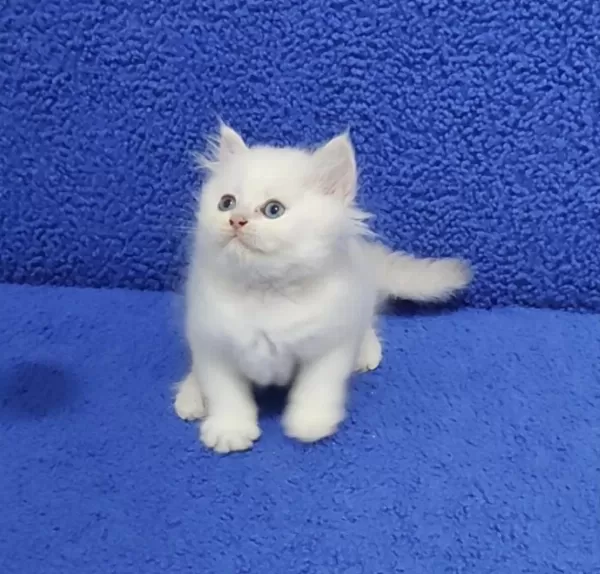 Long Hair Mavi Boncuk Silver Yavrumuz Teslime Hazırdır