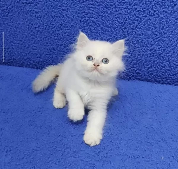 Long Hair Mavi Boncuk Silver Yavrumuz Teslime Hazırdır