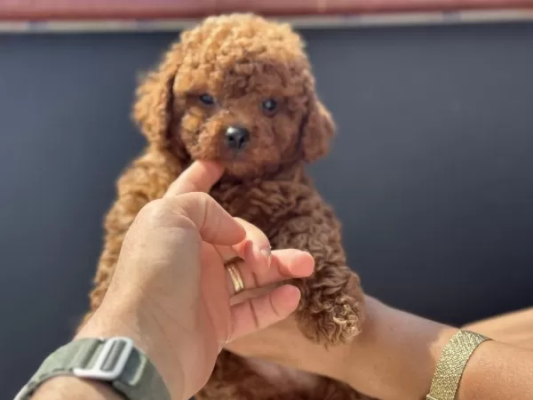 Ankaranın En Seçkin Kore Toy Poodle Yavruları