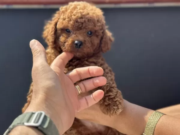 Ankaranın En Seçkin Kore Toy Poodle Yavruları