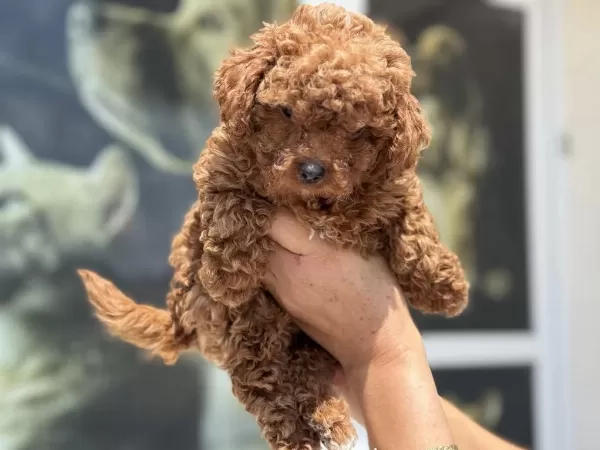 Ankaranın En Seçkin Kore Toy Poodle Yavruları